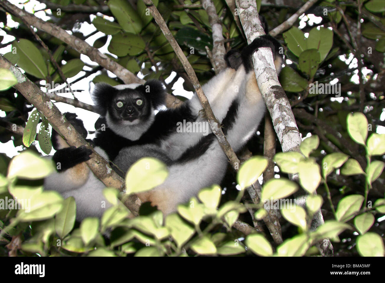 Indri en arbre, Andasibe (Périnet), Madagascar Banque D'Images