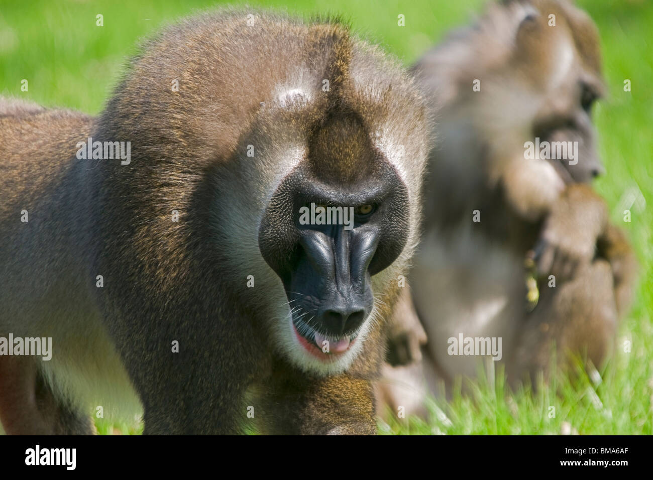 Singe de forage à marcher vers l'appareil photo Banque D'Images