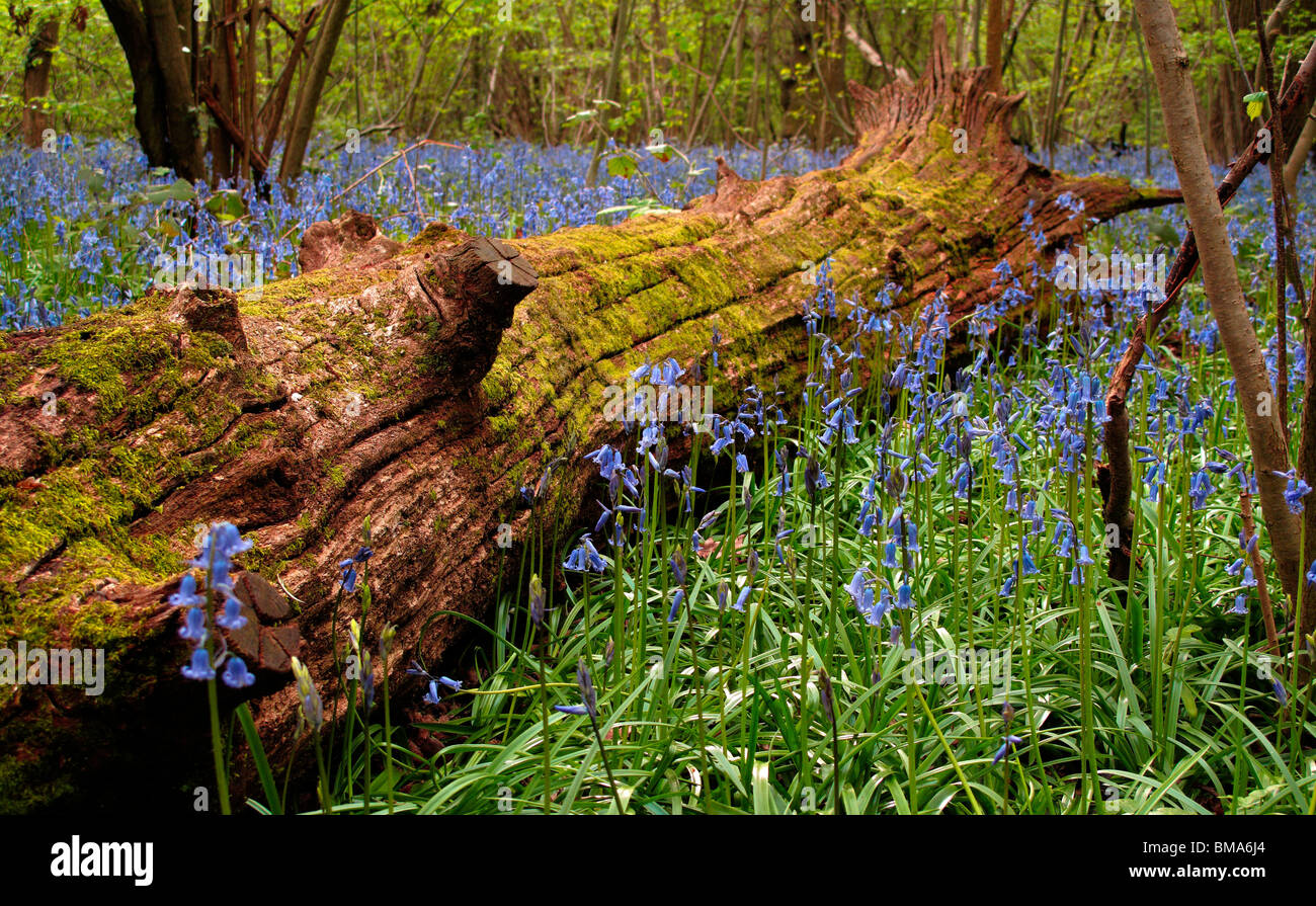 Bluebell Wood à Luton, Bedfordshire Banque D'Images