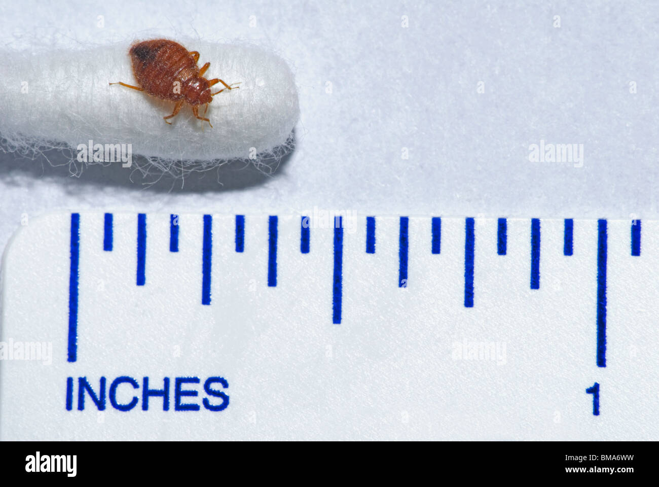 Punaises adultes commune- punaise de lit (Cimex lectularius) sur l'extrémité de coton-tige avec mètre montrant la taille de ce relationnel insecte. Banque D'Images