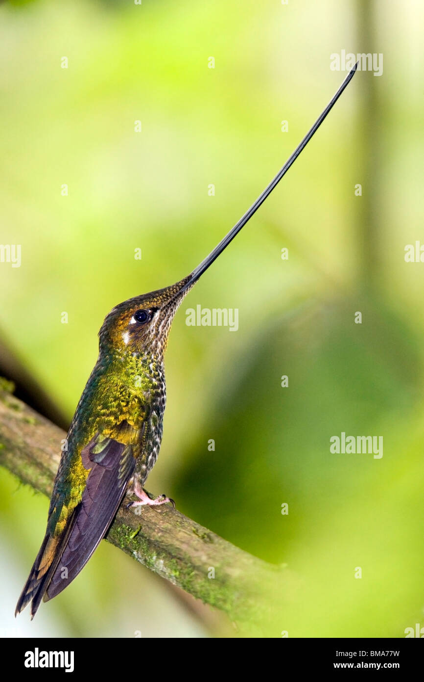 Épée-billed Hummingbird - Guango Lodge - près de Papallacta, Equateur Banque D'Images