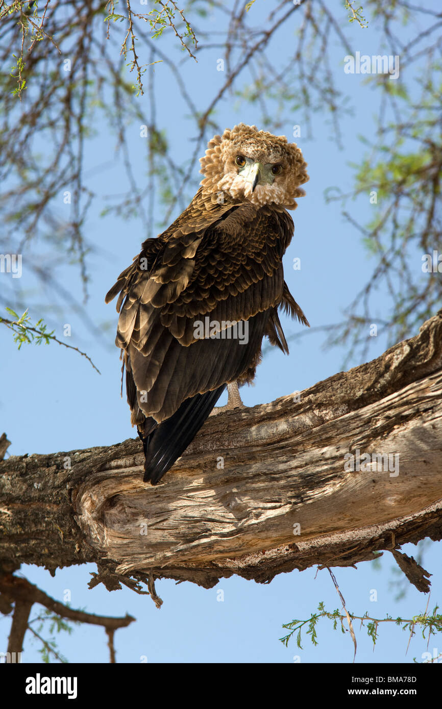 Aigle Bateleur - Réserve nationale de Samburu, Kenya Banque D'Images