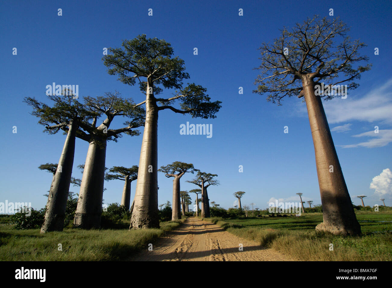 Les baobabs Grandidier, Avenue des baobabs, Morondava, Madagascar Banque D'Images