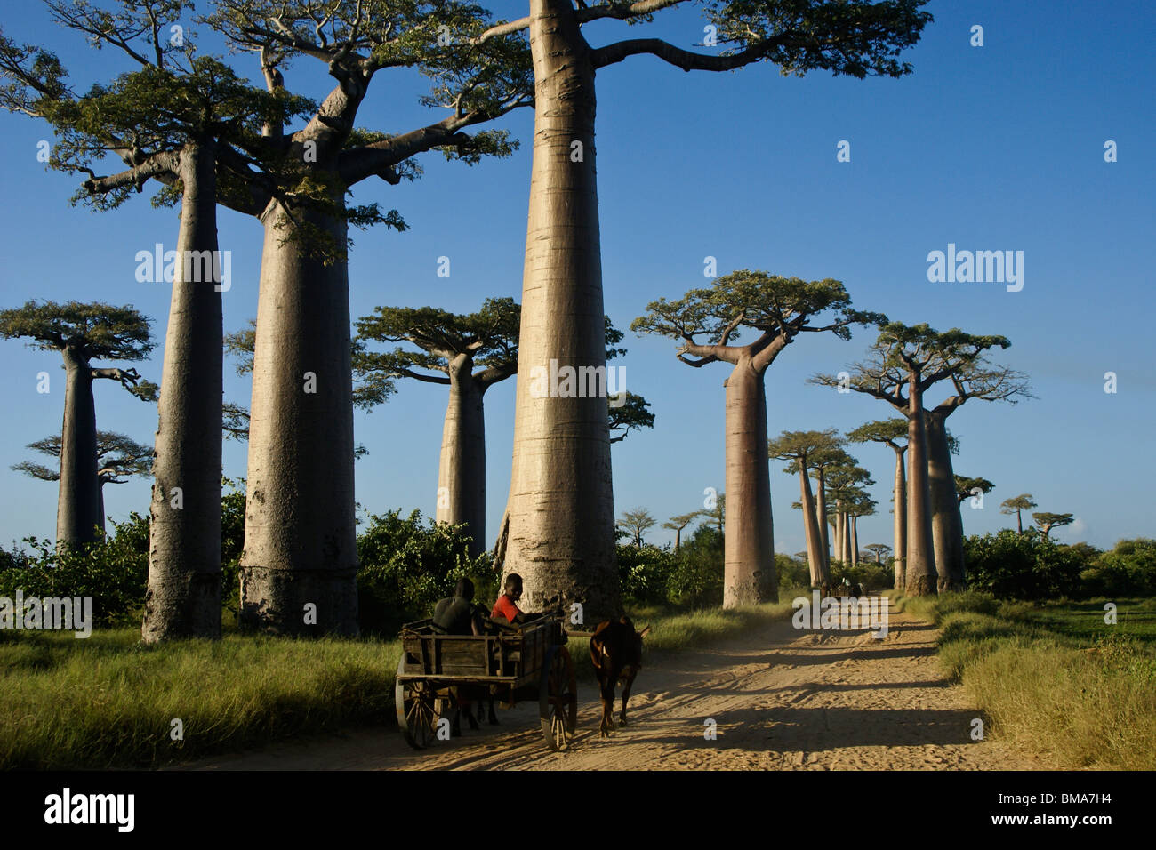 Les charrettes zébus sur l'Avenue des baobabs, Morondava, Madagascar Banque D'Images