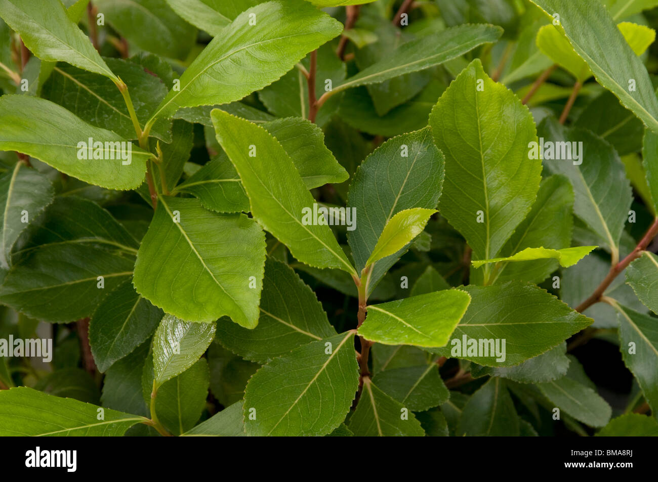 Le khât (catha edulis), feuilles sur un buisson. Banque D'Images