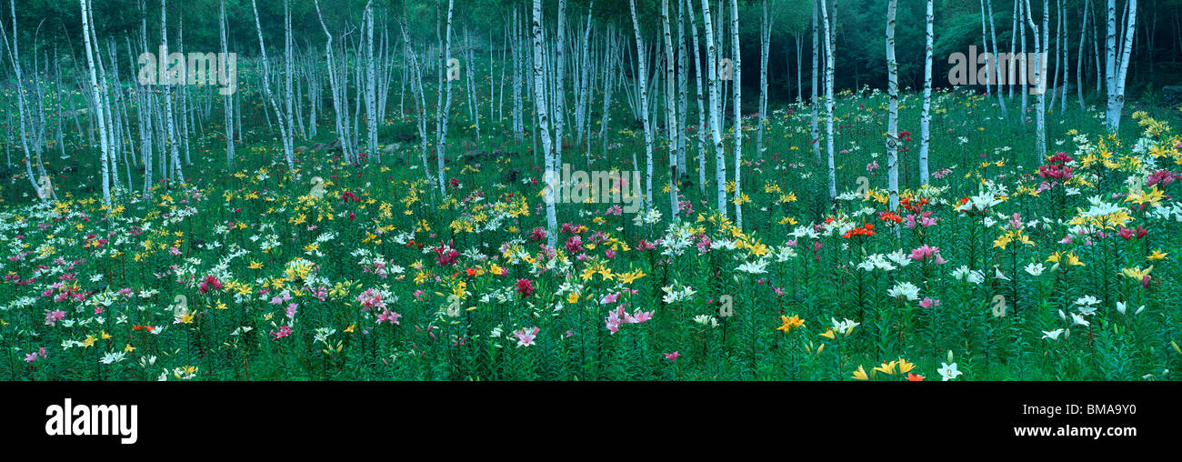 Lily Garden, Fujimi Highland, Fujimi, Suwa, Nagano, Japon Banque D'Images