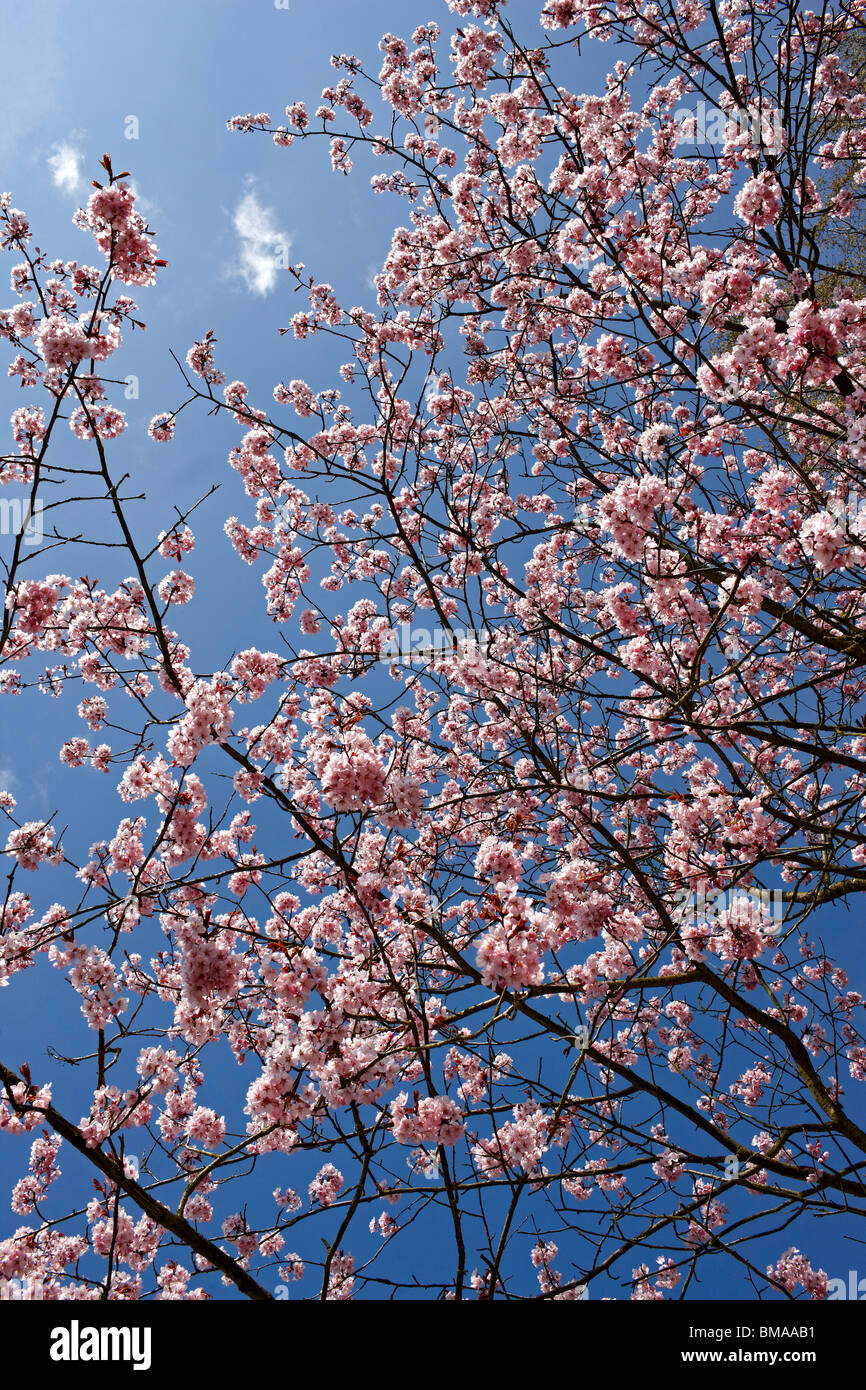Fleur de cerisier Prunus sargentii - UK Banque D'Images