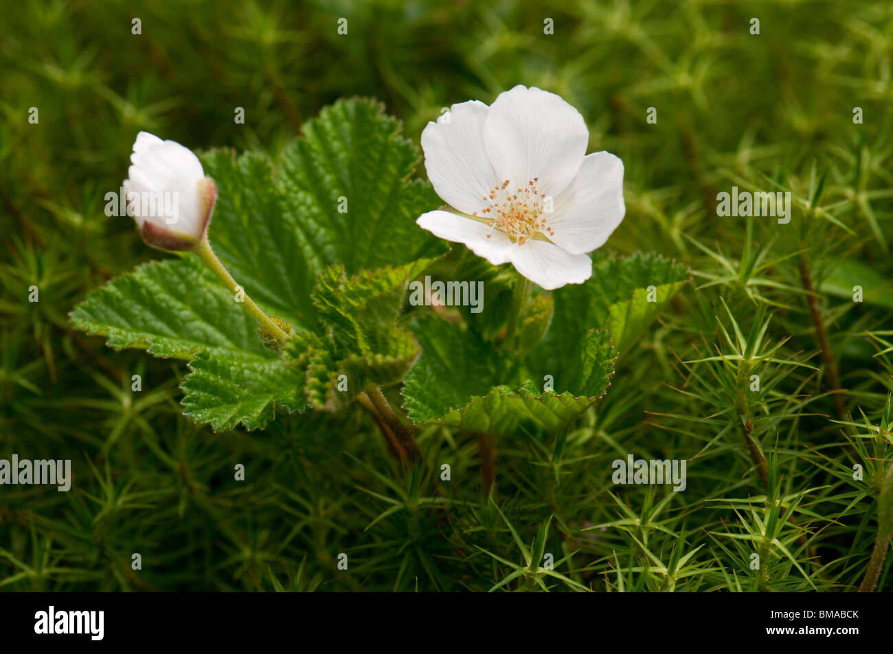 Plaquebière (Rubus chamaemorus), plante à fleurs. Banque D'Images