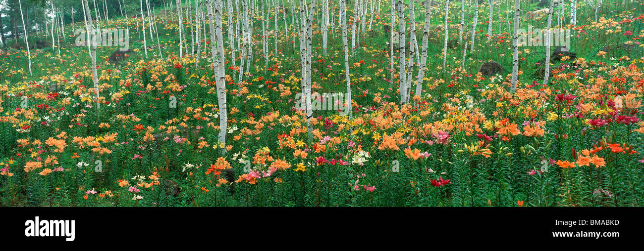 Lily Garden, Fujimi Highland, Fujimi, Suwa, Nagano, Japon Banque D'Images