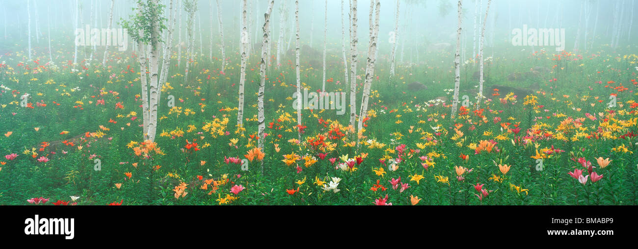 Lily Garden, Fujimi Highland, Fujimi, Suwa, Nagano, Japon Banque D'Images