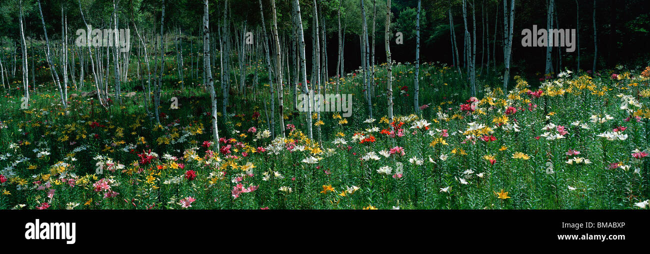 Lily Garden, Fujimi Highland, Fujimi, Suwa, Nagano, Japon Banque D'Images