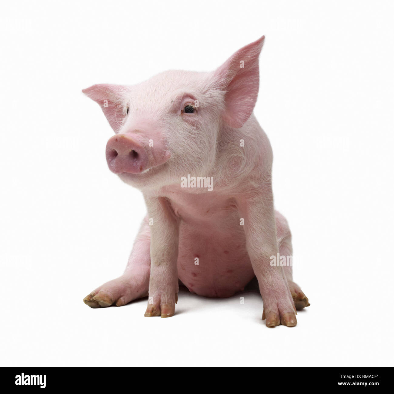 Cochon rose Banque de photographies et d’images à haute résolution - Alamy