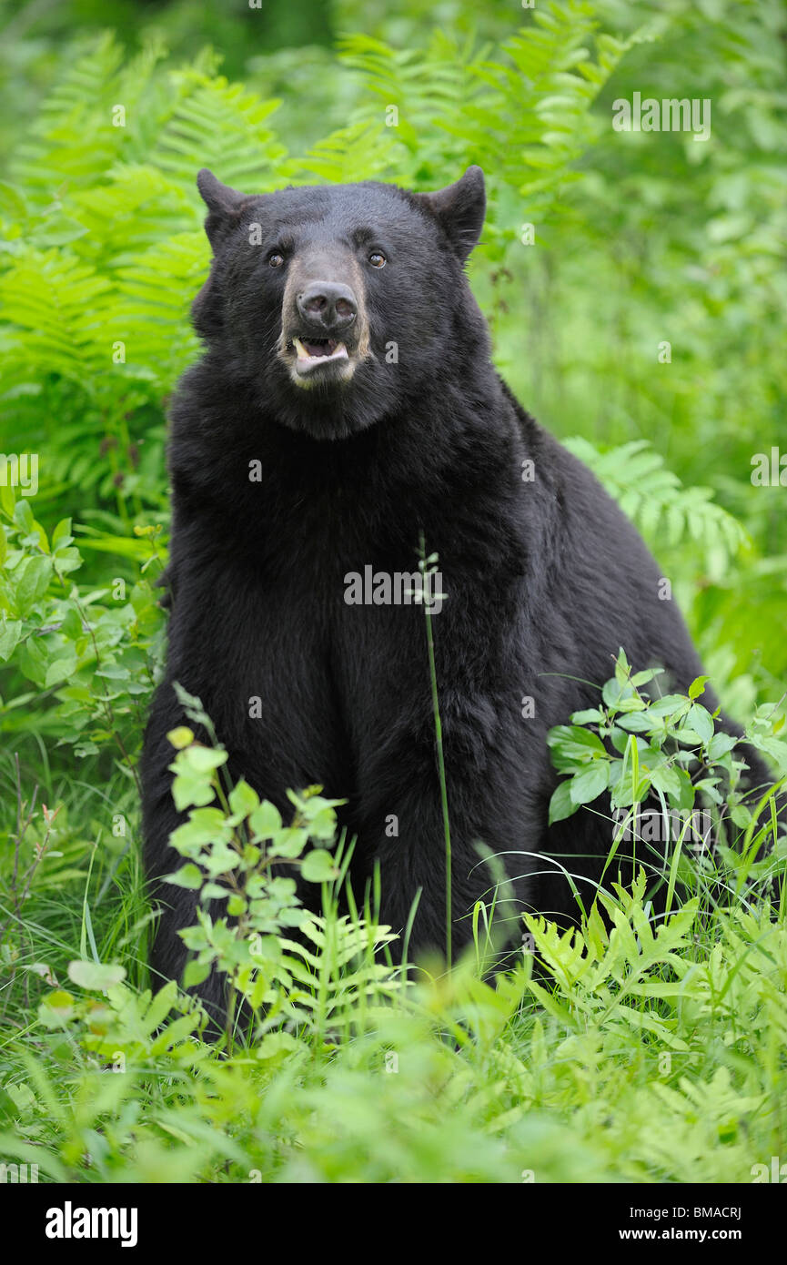 L'ours noir en Prairie, Minnesota, USA Banque D'Images