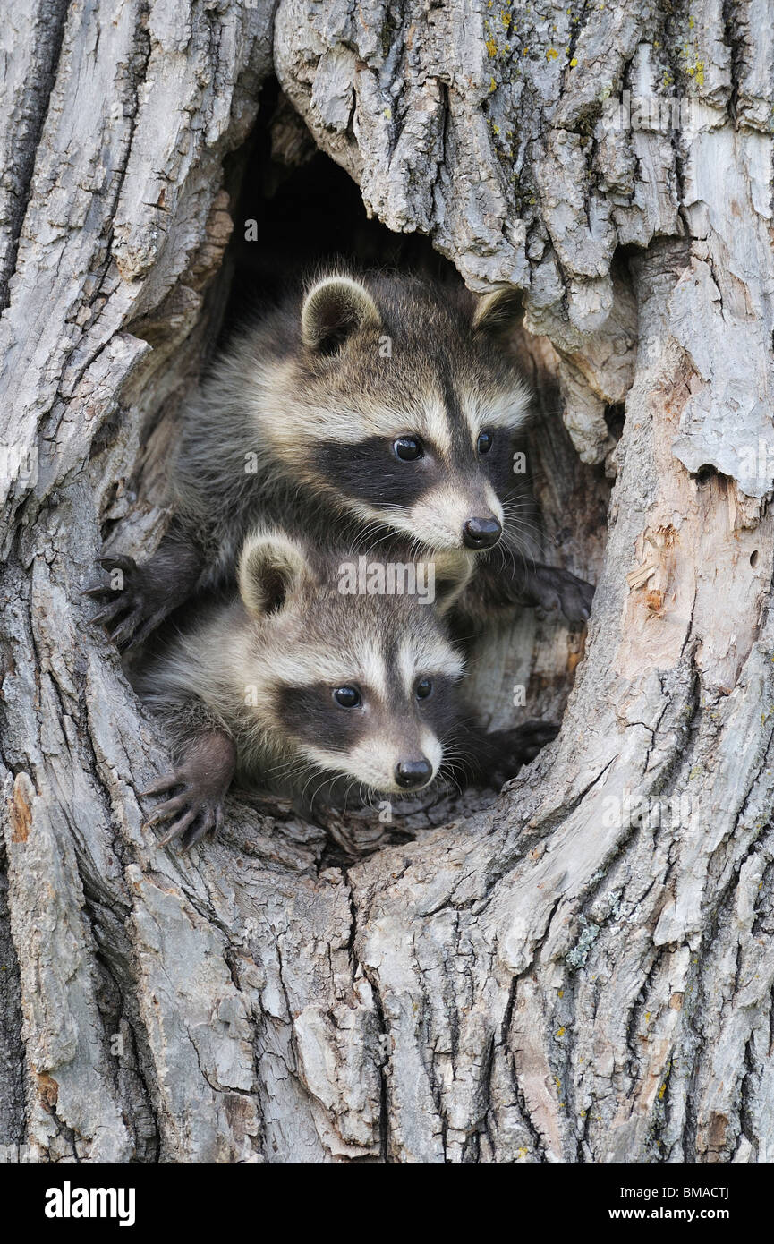 Baby Raccoons, Minnesota, USA Banque D'Images