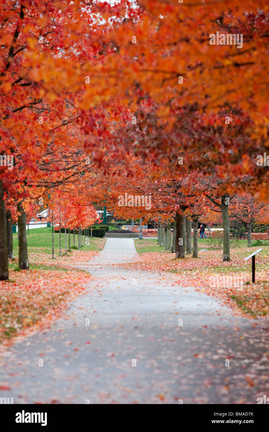 Tree-Lined Path en automne Banque D'Images