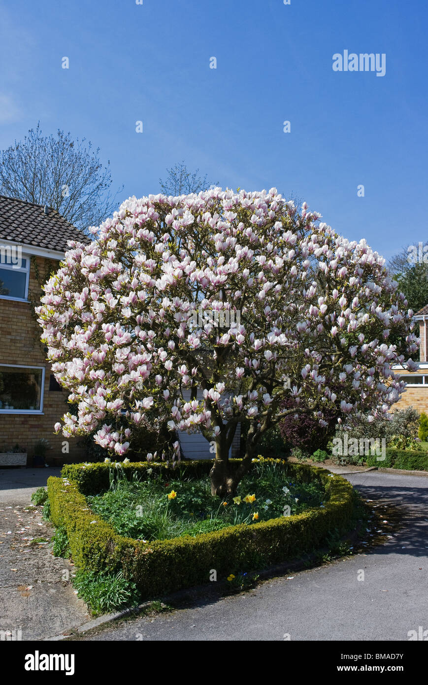 Un magnifique spécimen magnolia en fleur dans un petit jardin à l'avant en Angleterre Banque D'Images