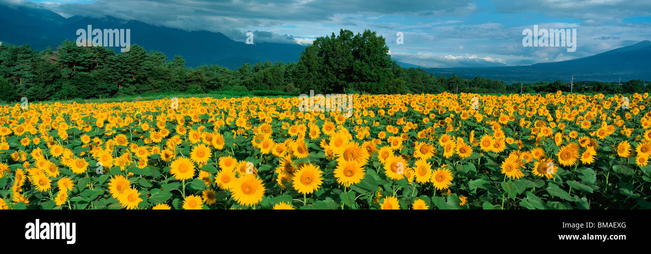 Tournesol, Akeno, Hokuto, Yamanashi, Japon Banque D'Images