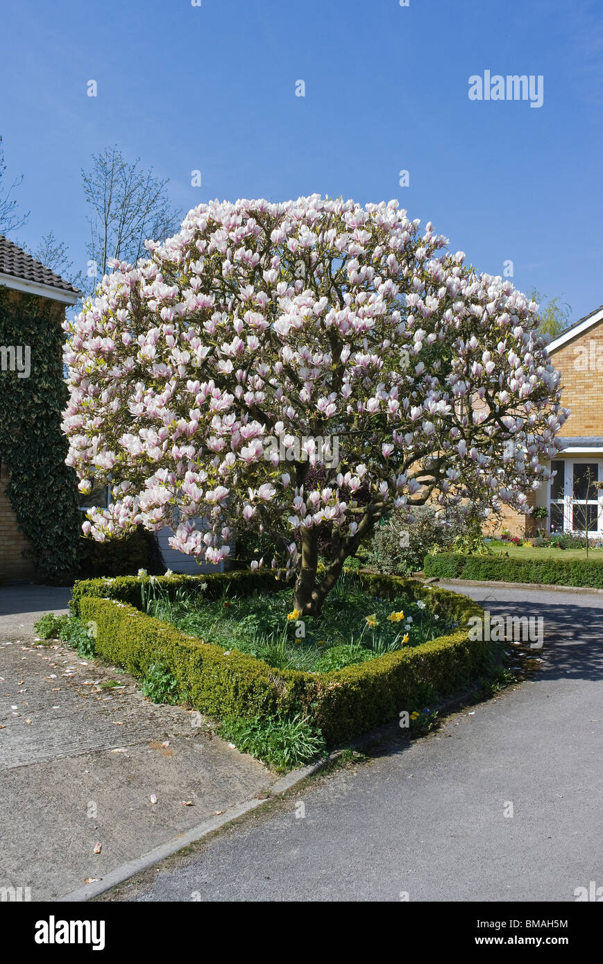 En forme un magnifique magnolia arbre floraison dans un petit jardin Anglais Banque D'Images