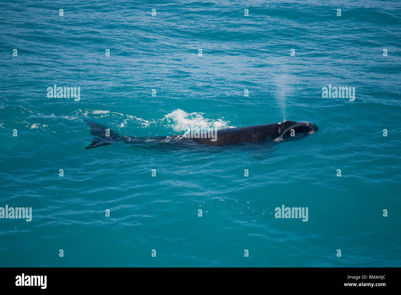 Baleine franche australe de Nullarbor plain sud de l'Australie Banque D'Images