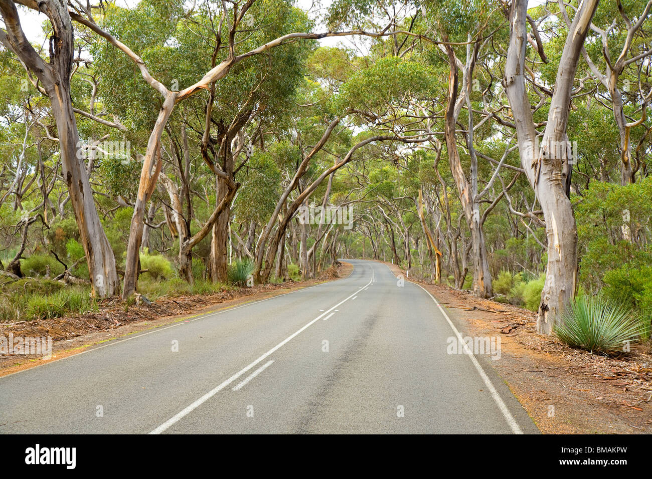 Route en gommiers Kangaroo Island Australie du Sud Banque D'Images