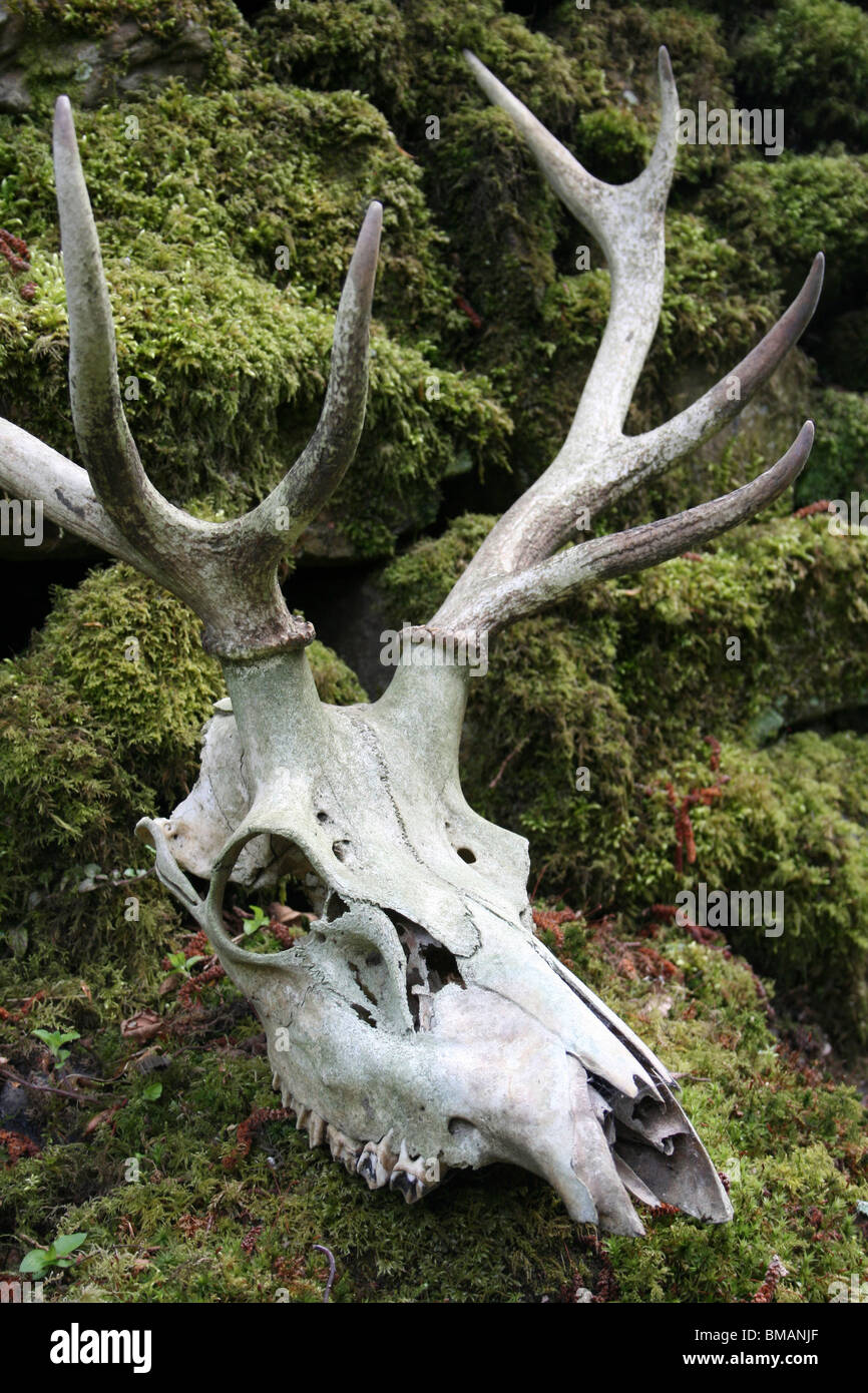 Red Deer Skull Cervus elaphus prises en Cumbria, UK Banque D'Images