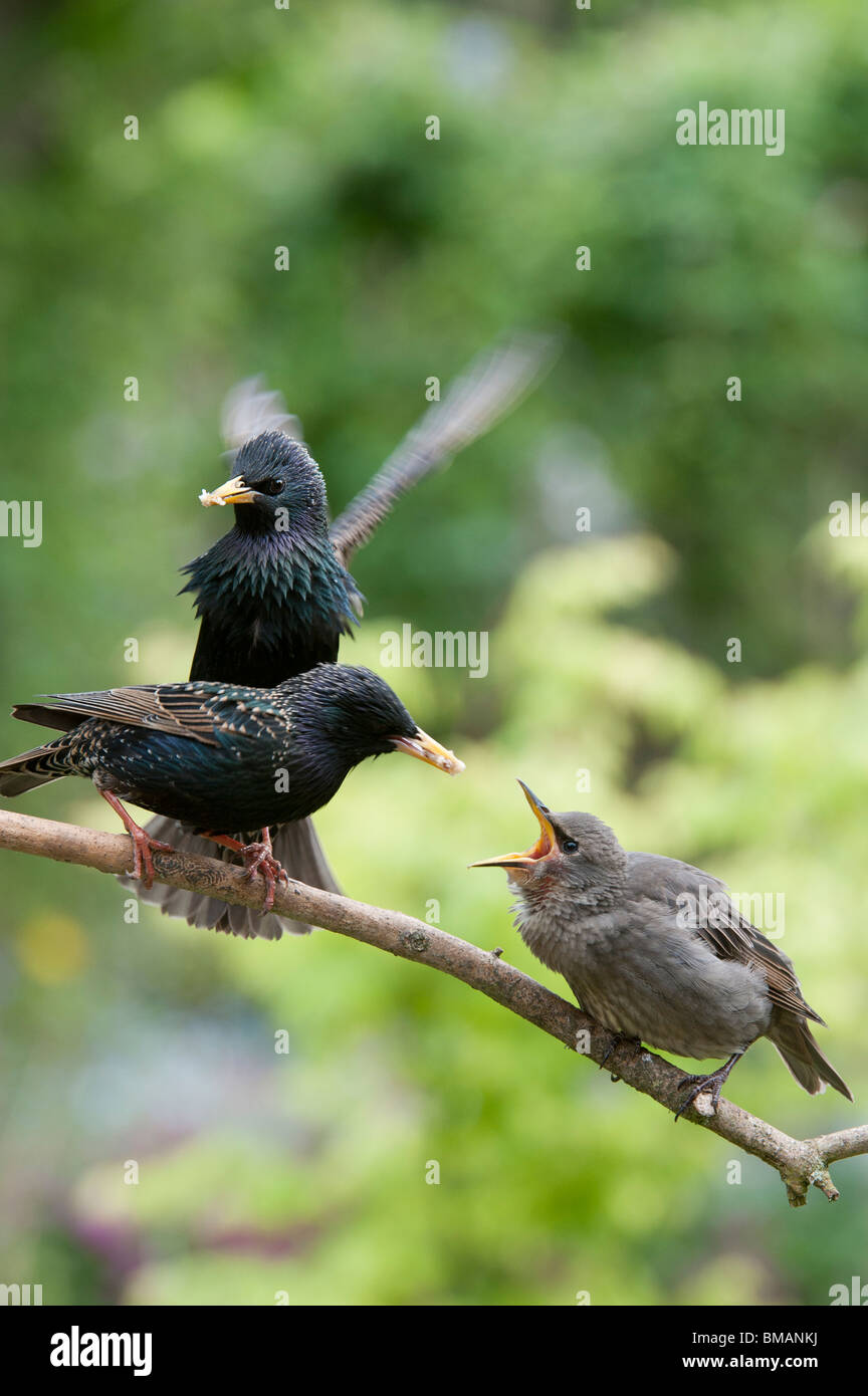 Sturnus vulgaris. L'étourneau nourrissant un petit jeune Banque D'Images