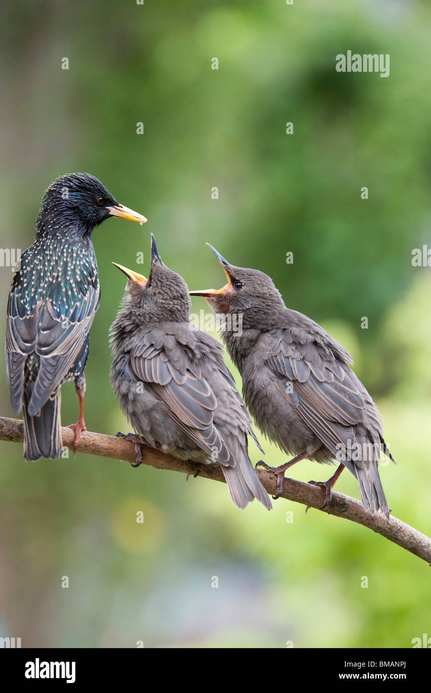 Sturnus vulgaris. Alimentation des jeunes oisillons etourneau Banque D'Images