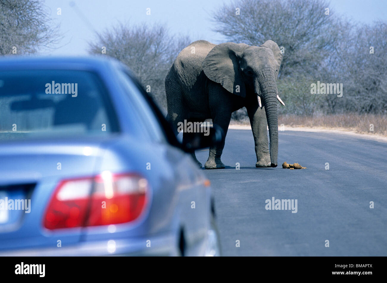 Un éléphant traverse une route dans le Parc National Kruger à l'avant d'un véhicule stationnaire et de ses occupants. Banque D'Images