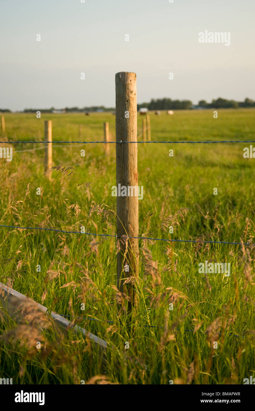 Le lac des Bois, Ontario, Canada ; les Prairies Banque D'Images