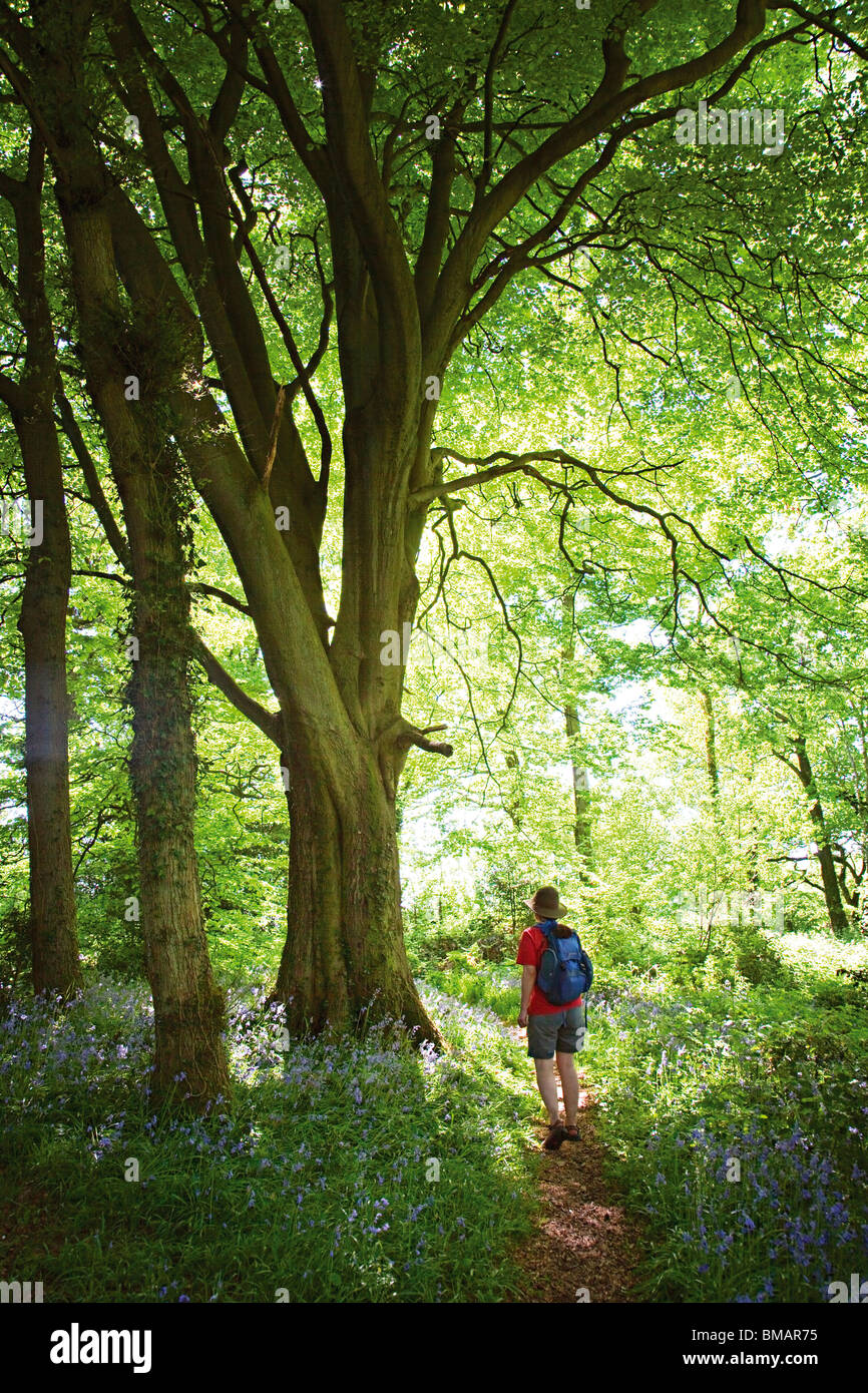 Walker sur le chemin à travers bois Coed Cadw Gray Hill dans Wentwood Gwent Wales UK Banque D'Images