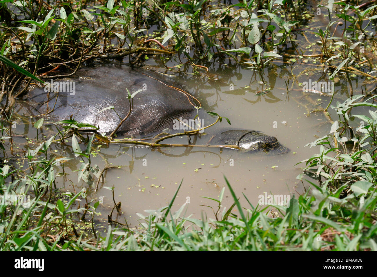 La Tortue molle Ganges (Aspideretes gangeticus) dans un lac du refuge d'oiseaux de Bharatpur Keoladeo Ghana (Parc National), l'Inde Banque D'Images