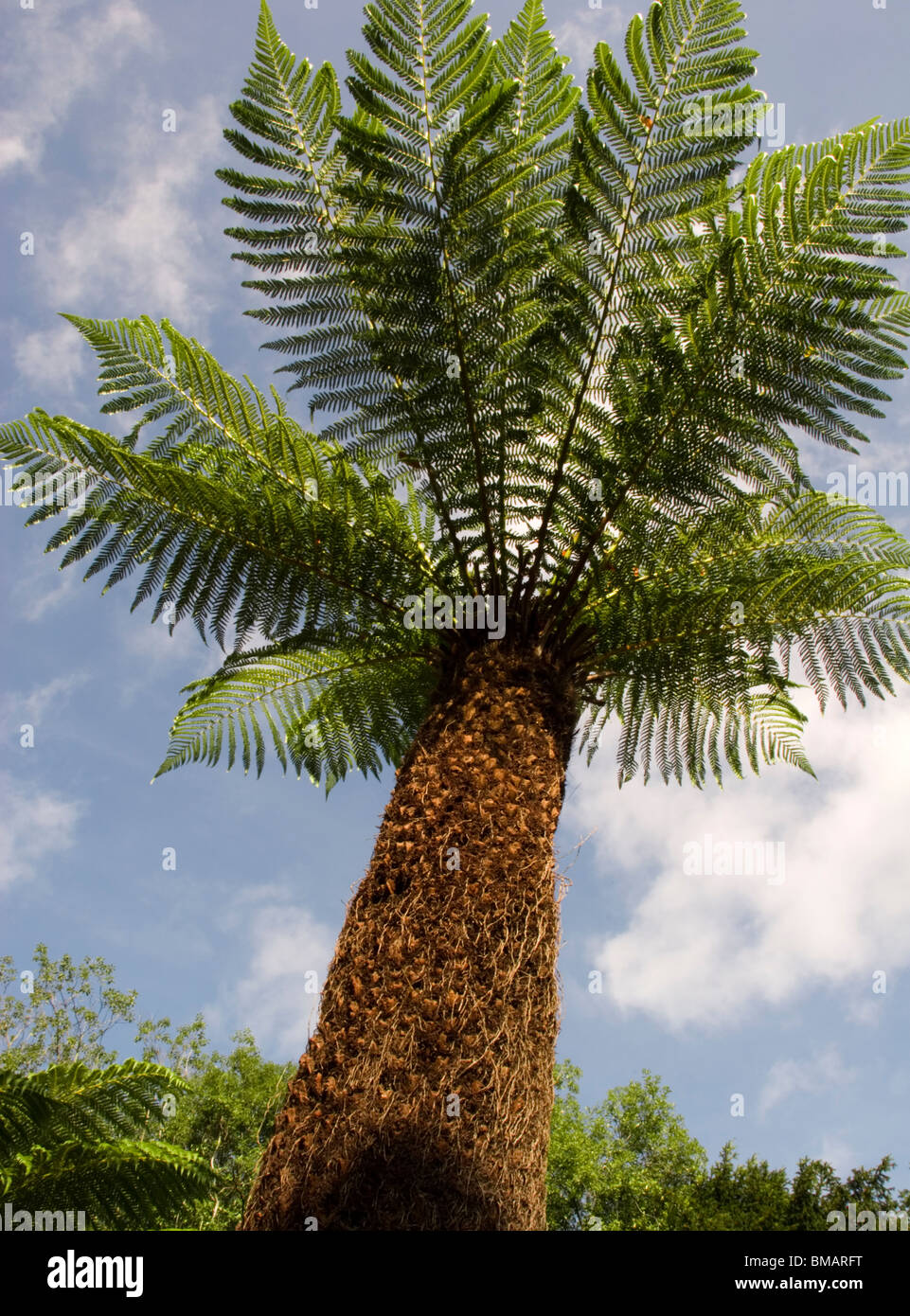 Dicksonia antarctica, Soft fougère arborescente. Banque D'Images