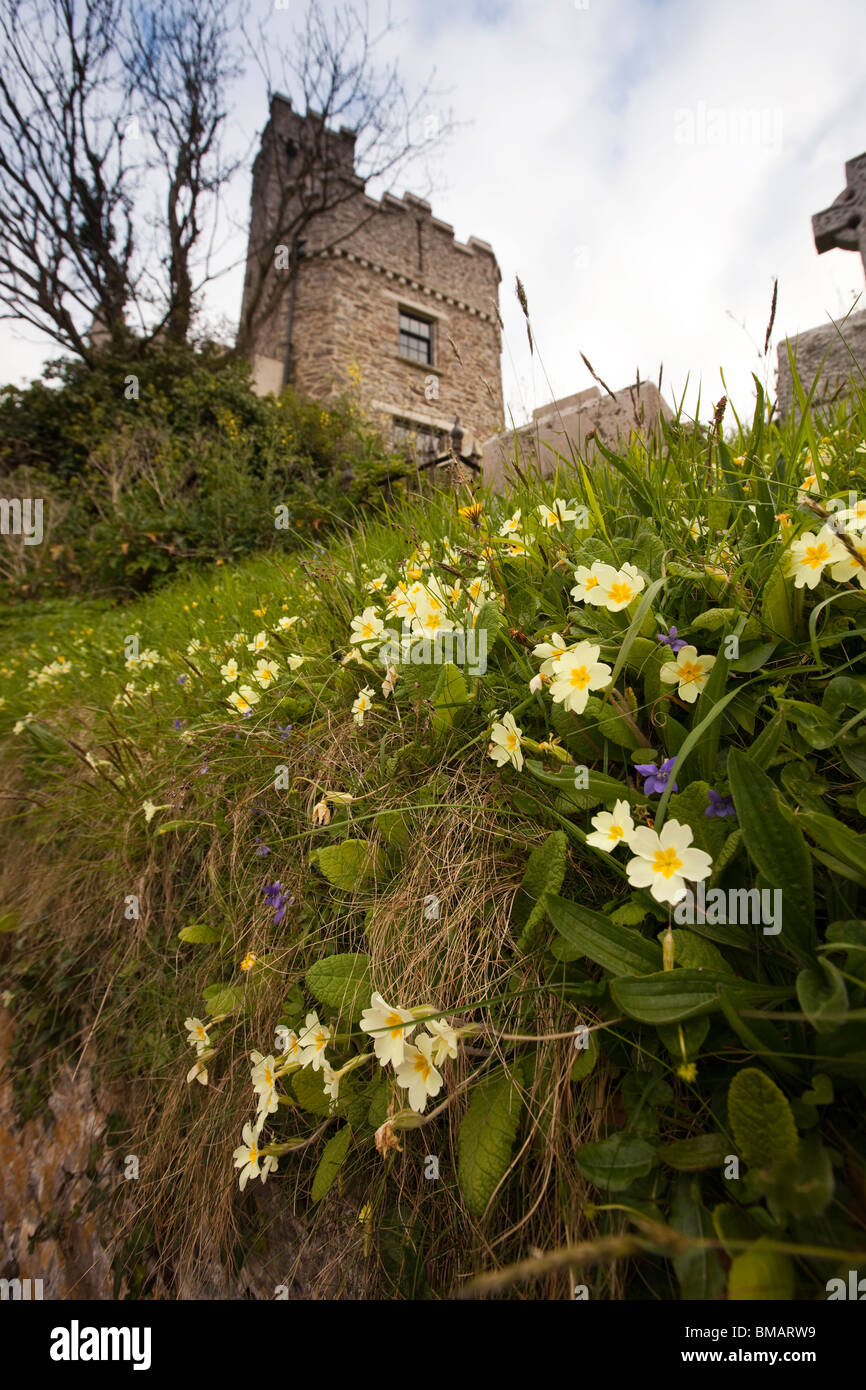 Royaume-uni, Angleterre, Devon, Dartmouth Dartmouth, château, l'église St Petrox, primroses croissant dans l'église Banque D'Images