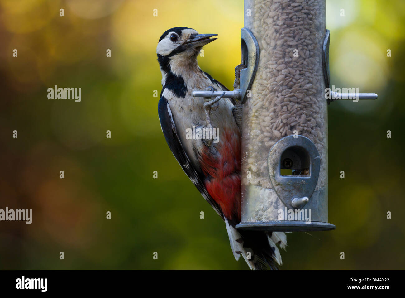 Pic mar plus de graines pour les oiseaux se nourrissant d'une alimentation. Banque D'Images