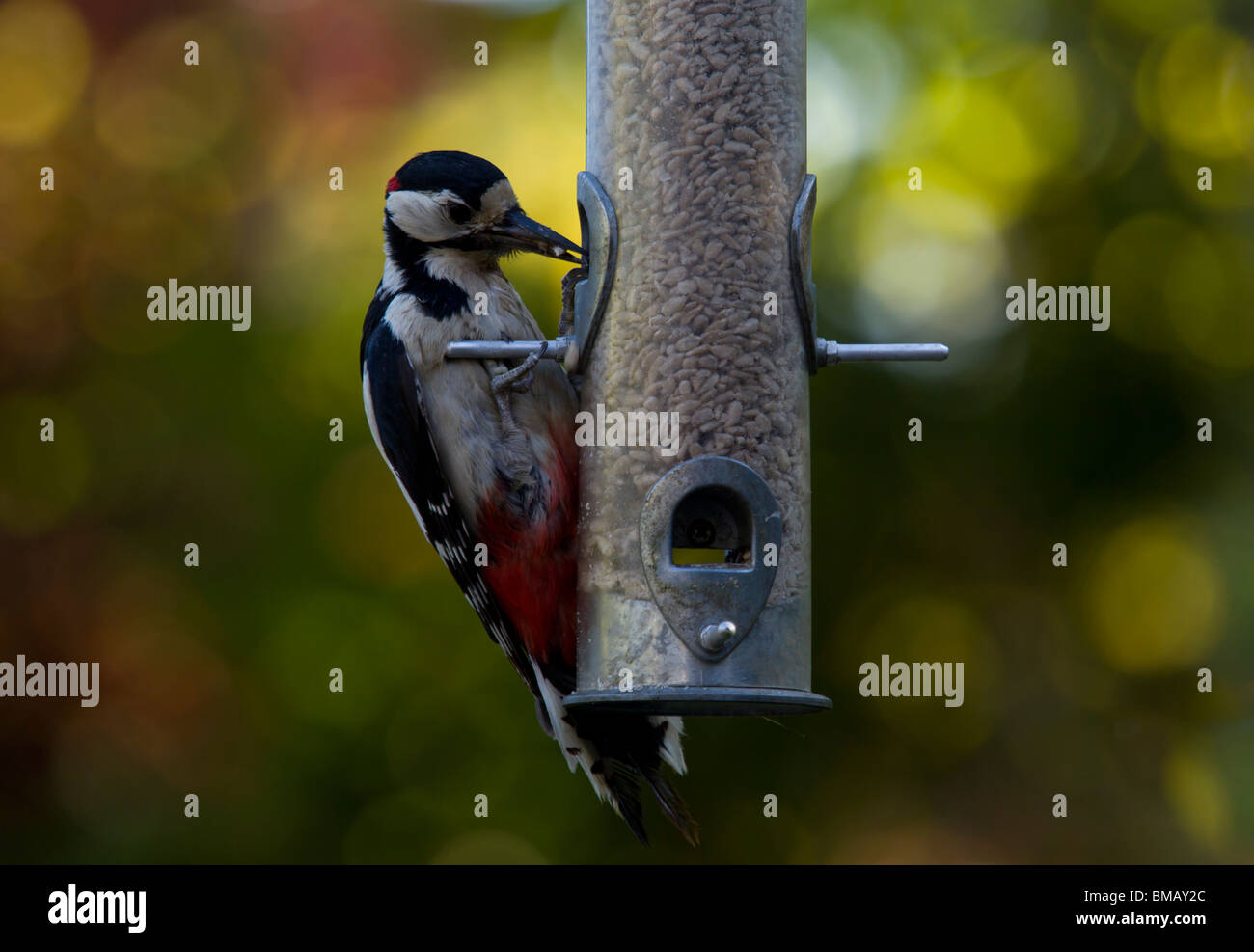 Pic mar plus de graines pour les oiseaux se nourrissant d'une alimentation. Banque D'Images