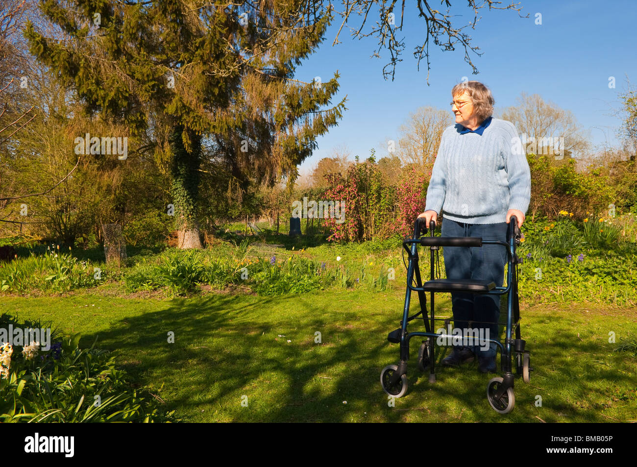 Un modèle photo parution d'une femme âgée avec son déambulateur rollator ( ) dans un chalet jardin dans Suffolk , Angleterre , Royaume-Uni Banque D'Images