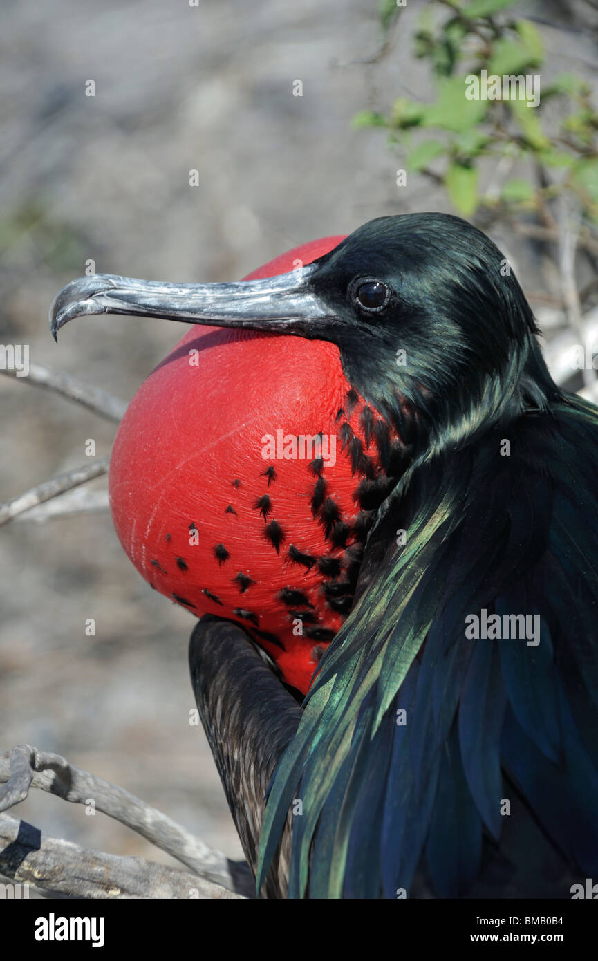 Grand oiseau frégate mâle gonflé avec la gorge rouge, Galapagos pochette Banque D'Images