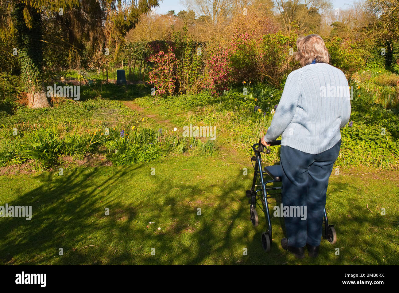 Un modèle photo parution d'une femme âgée avec son déambulateur rollator ( ) dans un chalet jardin dans Suffolk , Angleterre , Royaume-Uni Banque D'Images
