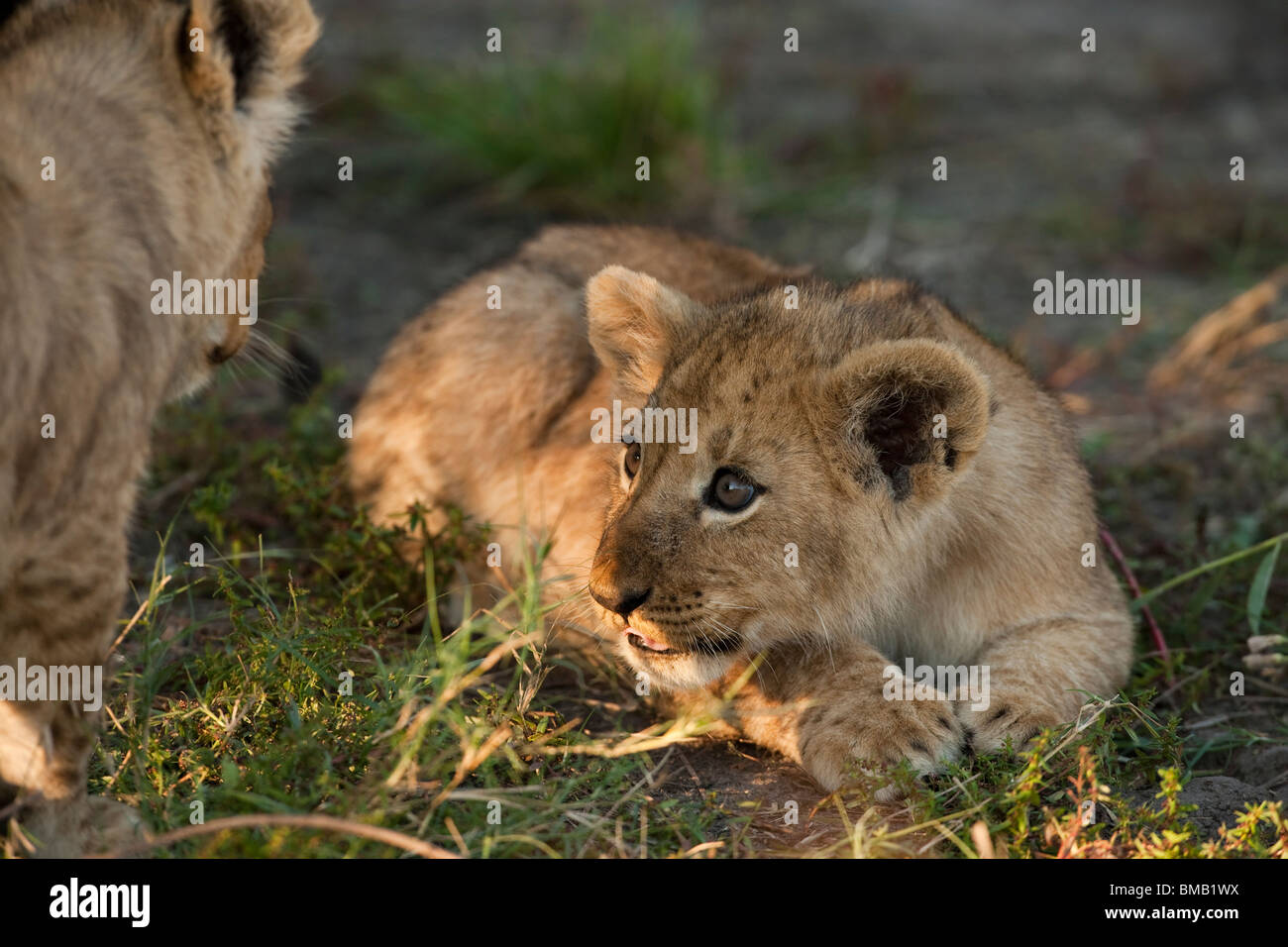 Cute lionceaux ludique faible profondeur de champ, un fond, Delta de l'Okavango au Botswana Banque D'Images