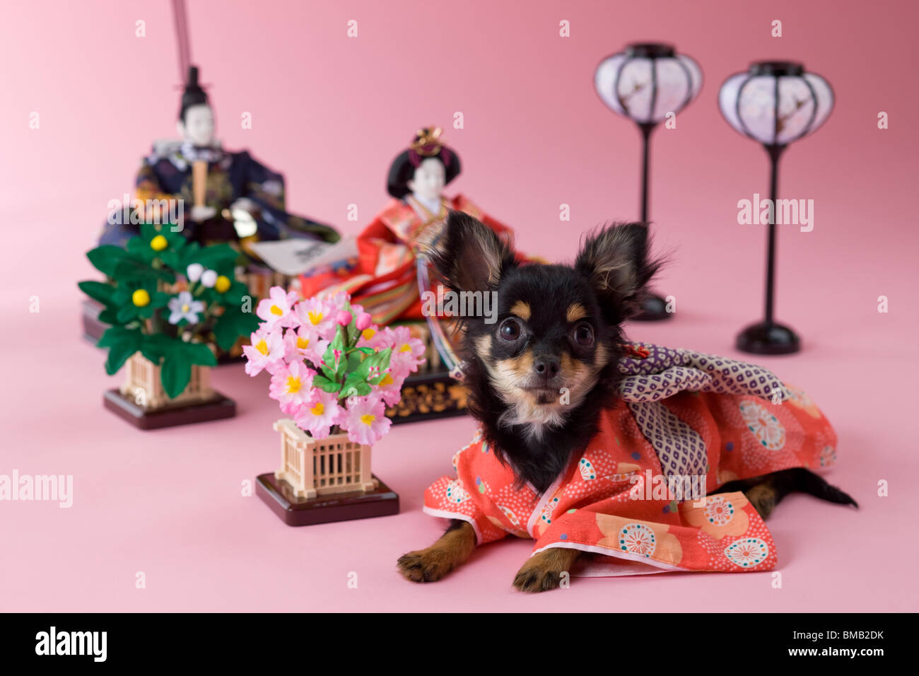 Chihuahua chiot et Hinamatsuri Doll Banque D'Images