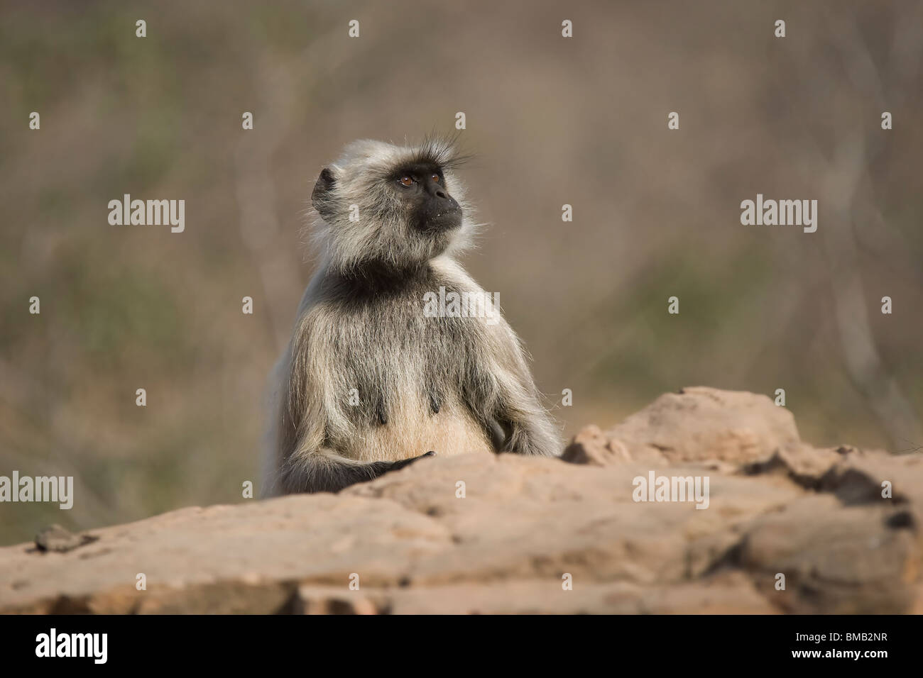 Langur Hanuman Langur commun ou animaux singe Semnopithèque, Inde, Banque D'Images