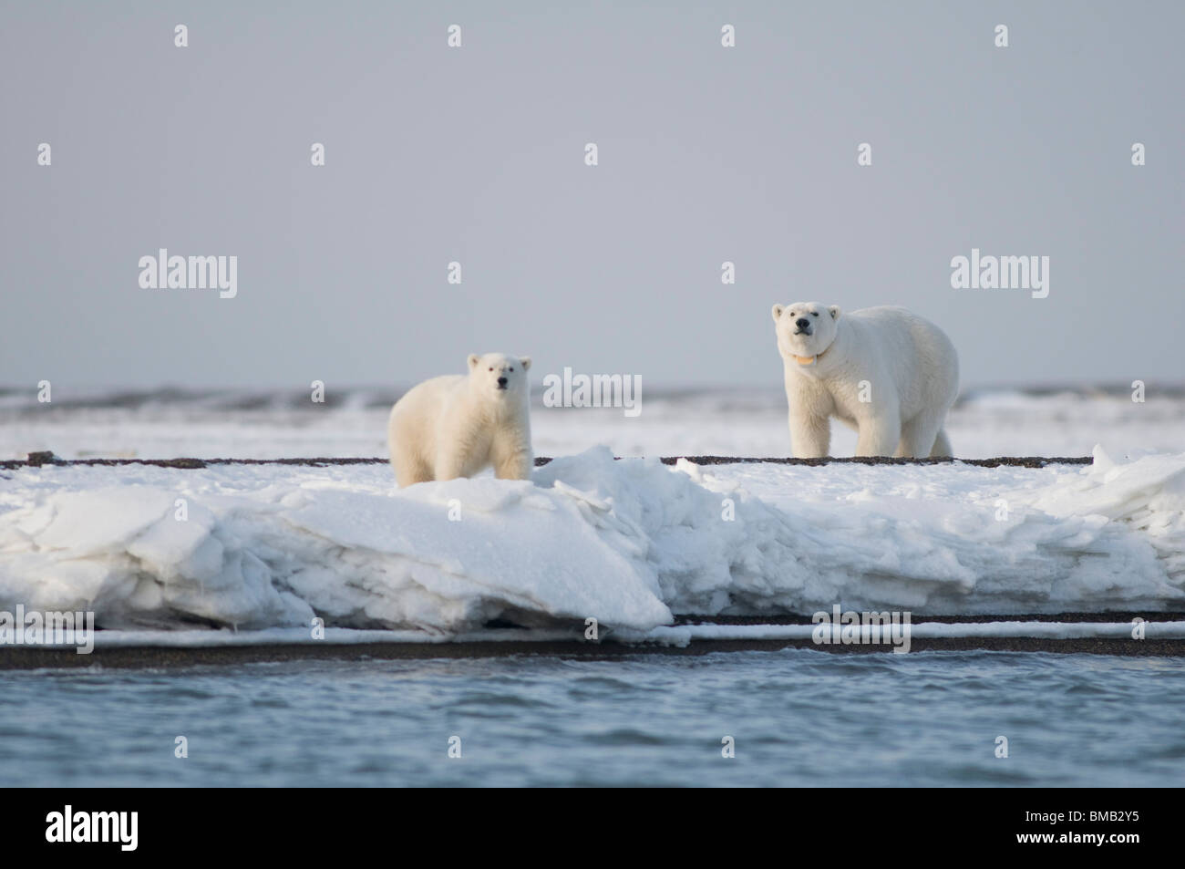 Ours polaires Ursus maritimus femelle à col sèment avec un petit le long de la côte arctique de l'Alaska en automne Banque D'Images