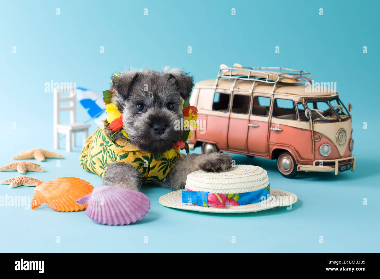 Chiot Schnauzer nain et les vacances d'été Banque D'Images