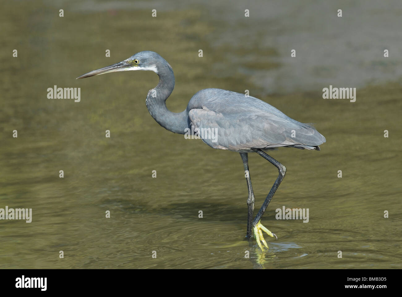 Western Reef (Egretta gularis) (aka Aigrette des récifs de l'Ouest) la pêche dans la rivière à Koto Creek en Gambie, Afrique de l'ouest. Banque D'Images