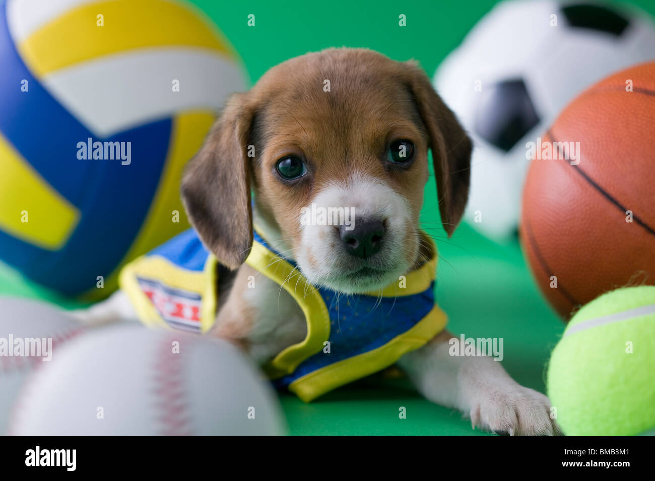 Chiot Beagle et Sports Banque D'Images