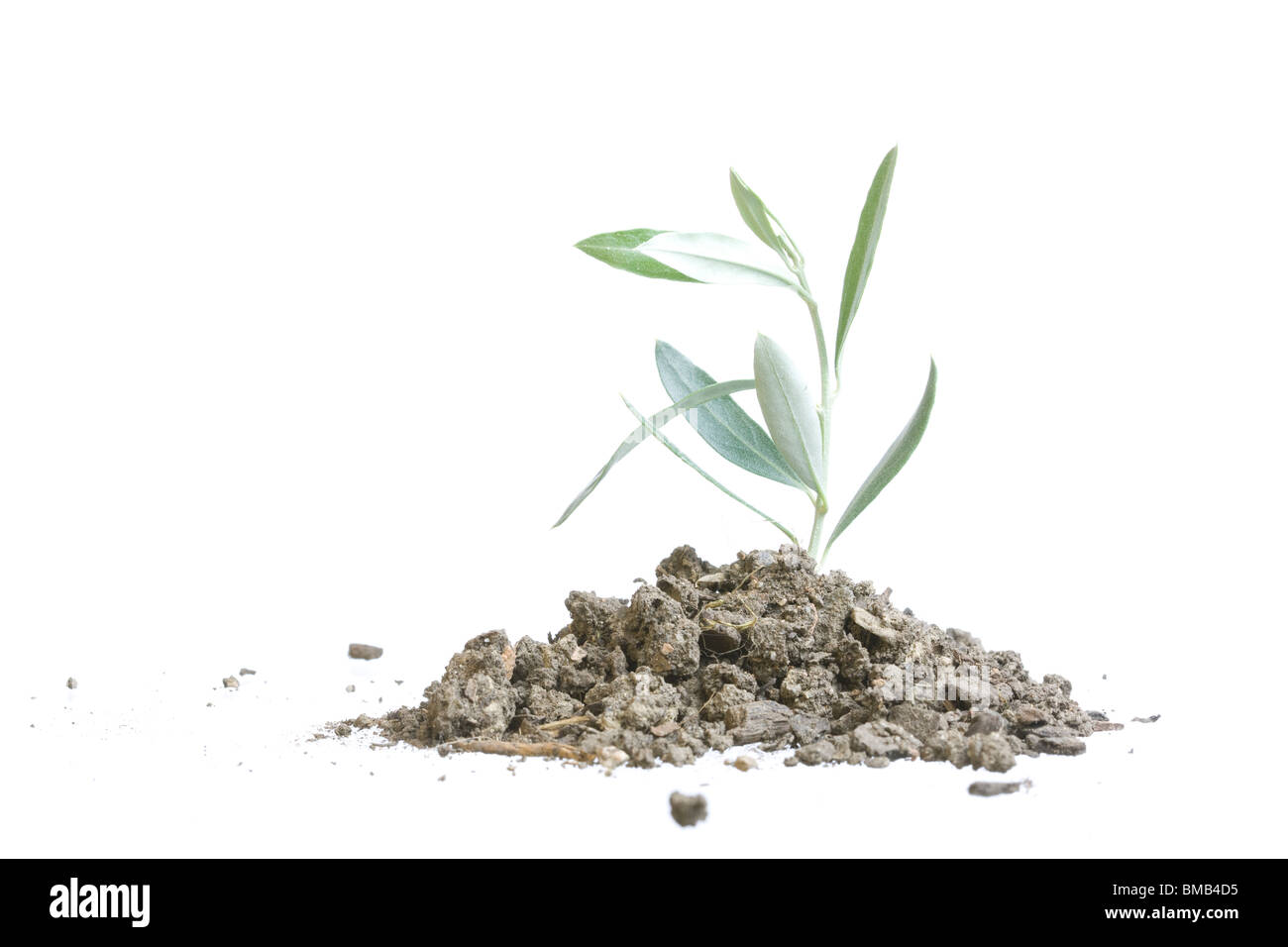 Image d'un petit arbre isolé sur un fond blanc avec une protection de la nature un message Banque D'Images