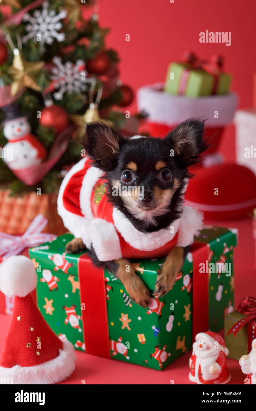 Chihuahua chiot et Noël Banque D'Images