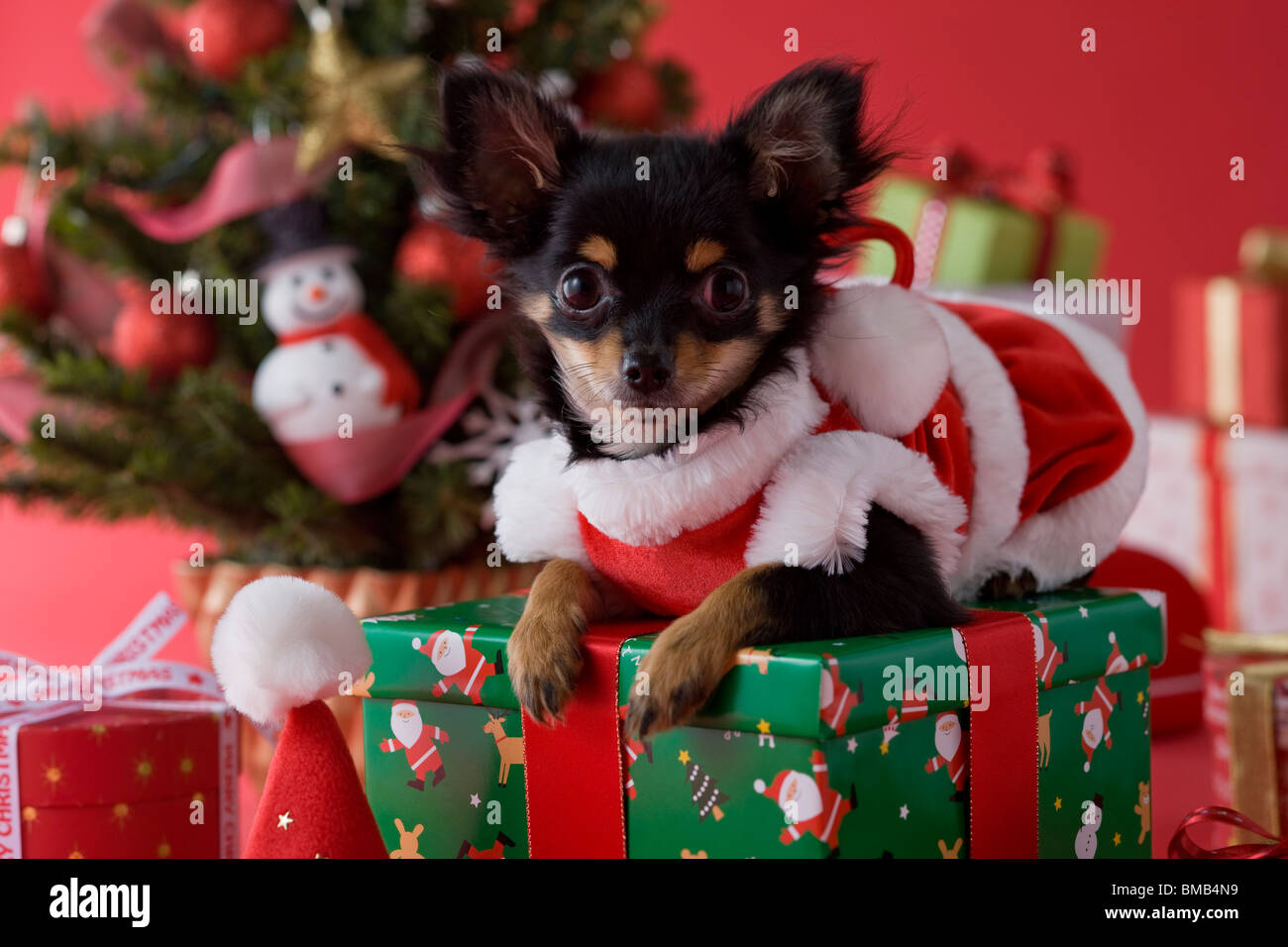 Chihuahua chiot et Noël Banque D'Images