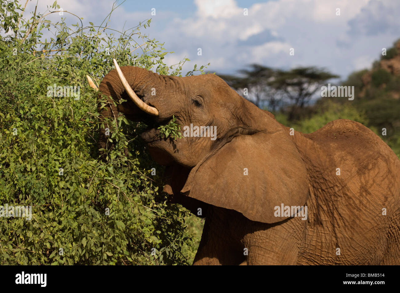 L'éléphant africain (Loxodonta africana africana), Samburu et Buffalo Springs National Reserve, Kenya Banque D'Images
