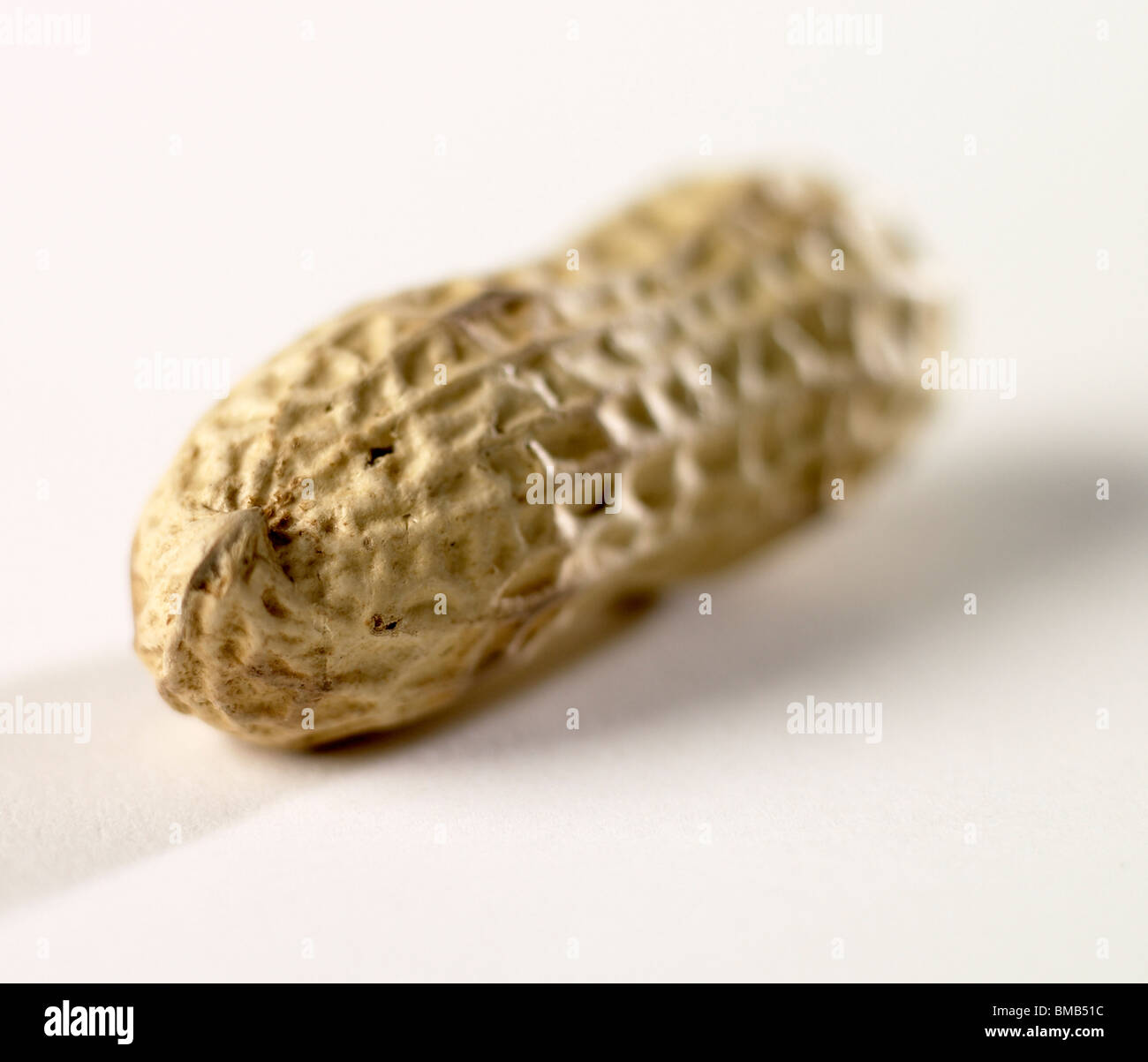 Écrou de singe Banque D'Images